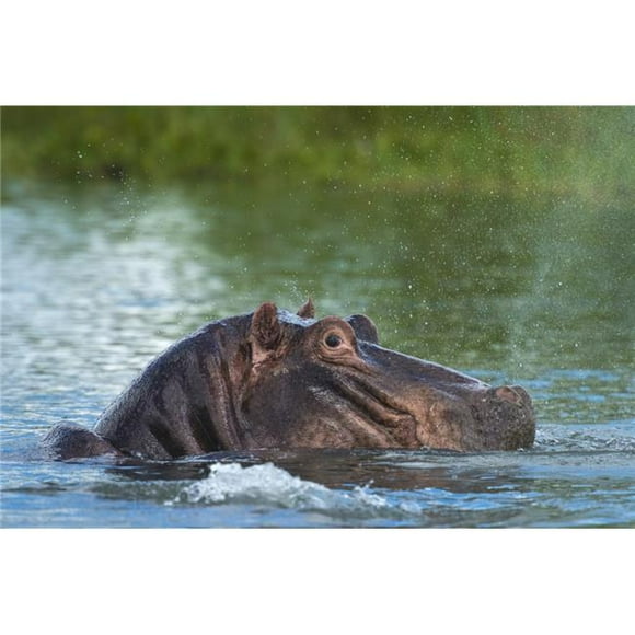 Posterazzi DPI12268452LARGE Hippo Snorting Spray of Water in The Shire River Liwonde National Park - Malawi Poster Print - 38 x 24 in. - Large