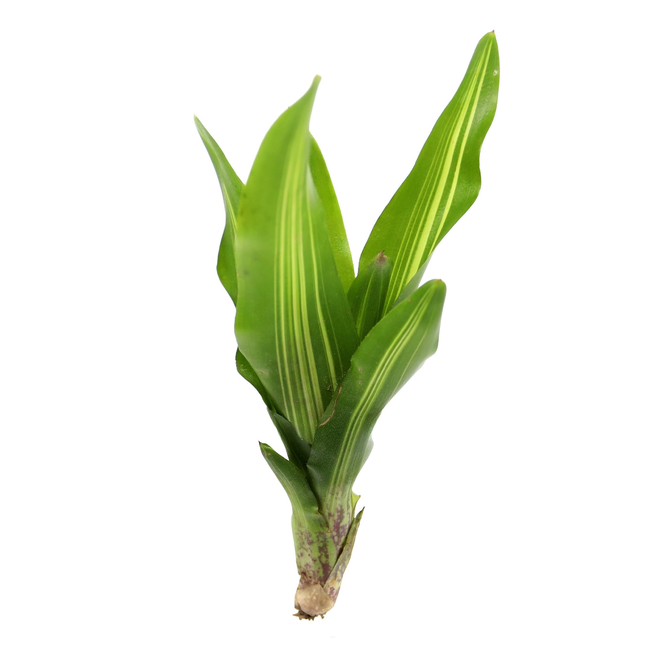ReptiCulture Broken Heart Bromeliad Plant 3 ct