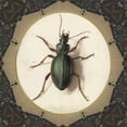 thumbnail image 3 of Waltz, Anne 20x20 Black Modern Framed Museum Art Print Titled - Bug me.., 3 of 5