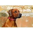 thumbnail image 5 of K-9 Beltz Classic Style Dog Collar with Buckle (Small) 22.8-35.5 cm / 9-14", 5 of 5