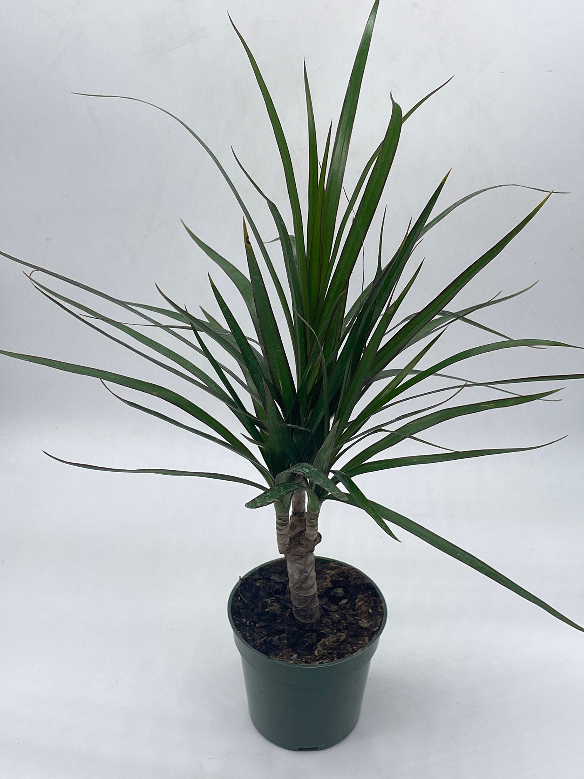 Buy Dragon Tree, Madagascar Dragonplant, Dracaena marginata hort
