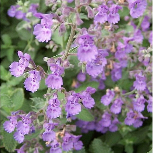 Walker's Low Catmint Perennial Nepeta faassenii Live Plant Quart