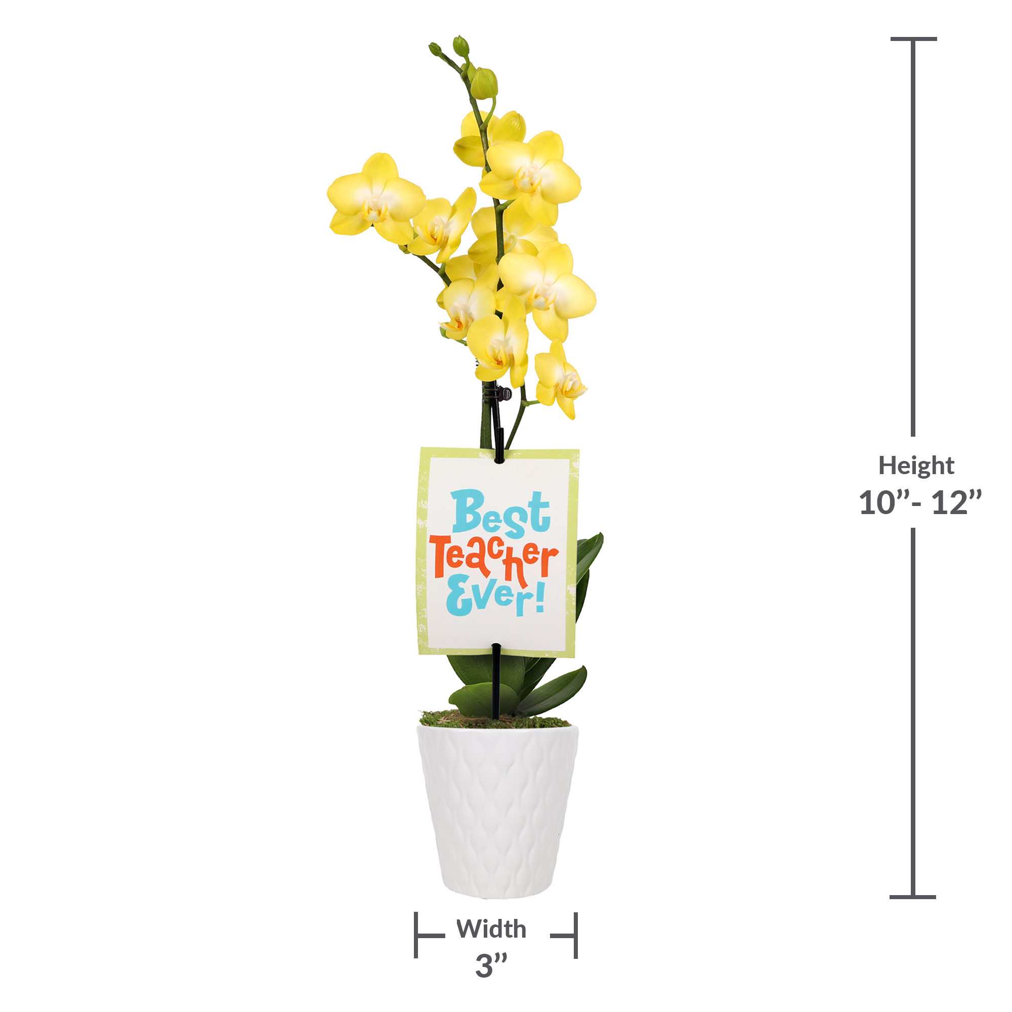 3" Petite Yellow Orchid in Evi White Planter – Best Teacher Ever