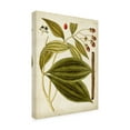 thumbnail image 2 of Trademark Fine Art 'Horticultural Specimen VI' Canvas Art by Unknown, 2 of 3