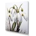 thumbnail image 2 of Designart "Silent White Snowdrops in Morning Hush I" Floral Canvas Wall Art - Traditional White Snowdrops Entryway Wall Art, 2 of 6