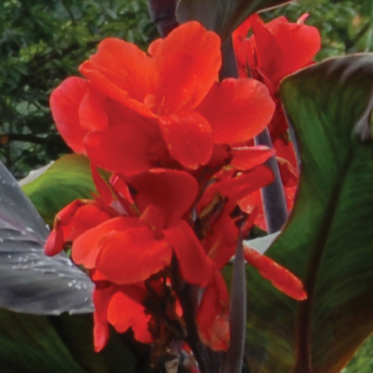 Expert Gardener Canna Black Knight Dormant Bulbs Set of 3 Full Sun Red Annual