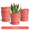 Magenta, variant on BUYMAX White Ceramic Plant Pots with Drainage and Trays, 5 Inch Small Flower Pots for Indoor Plants, Set of 4