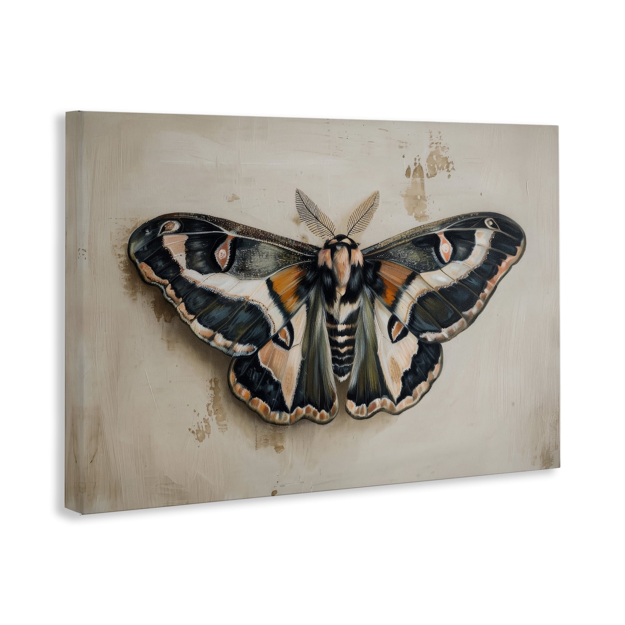 Stupell Industries Dark Winged Moth Animals Painting Wrapped Canvas Art Print Wall Art, 45 x 30