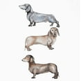 thumbnail image 2 of Atelier B Art Studio 12x12 White Modern Wood Framed Museum Art Print Titled - Three Daschund Dogs, 2 of 4