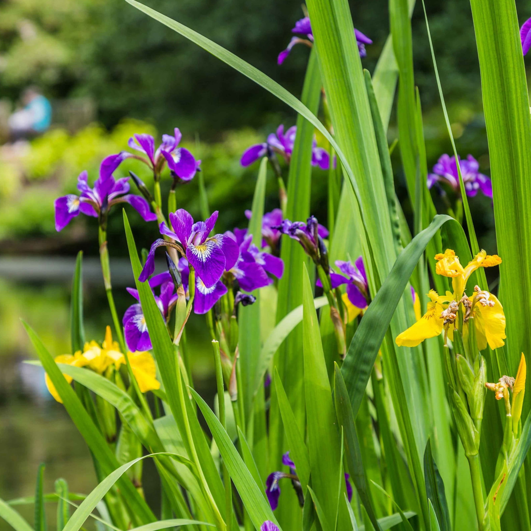 AquaMeadow Assorted Iris Potted 3pk