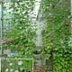 thumbnail image 1 of CRAFTHROU Malla De Nylon Para Jardinería Y Duradera Para Plantas Trepadoras, 1 of 7
