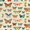 thumbnail image 3 of Grey, Jace 20x20 Black Modern Framed Museum Art Print Titled - Butterfly 2, 3 of 5