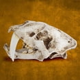 thumbnail image 2 of Injueey Cráneo de resina réplica realista Smilodon diente de sable tigre accesorios decorativos estilo gótico divertido regalo para fiesta de Decoración Injueey HA011084-00B, 2 of 6