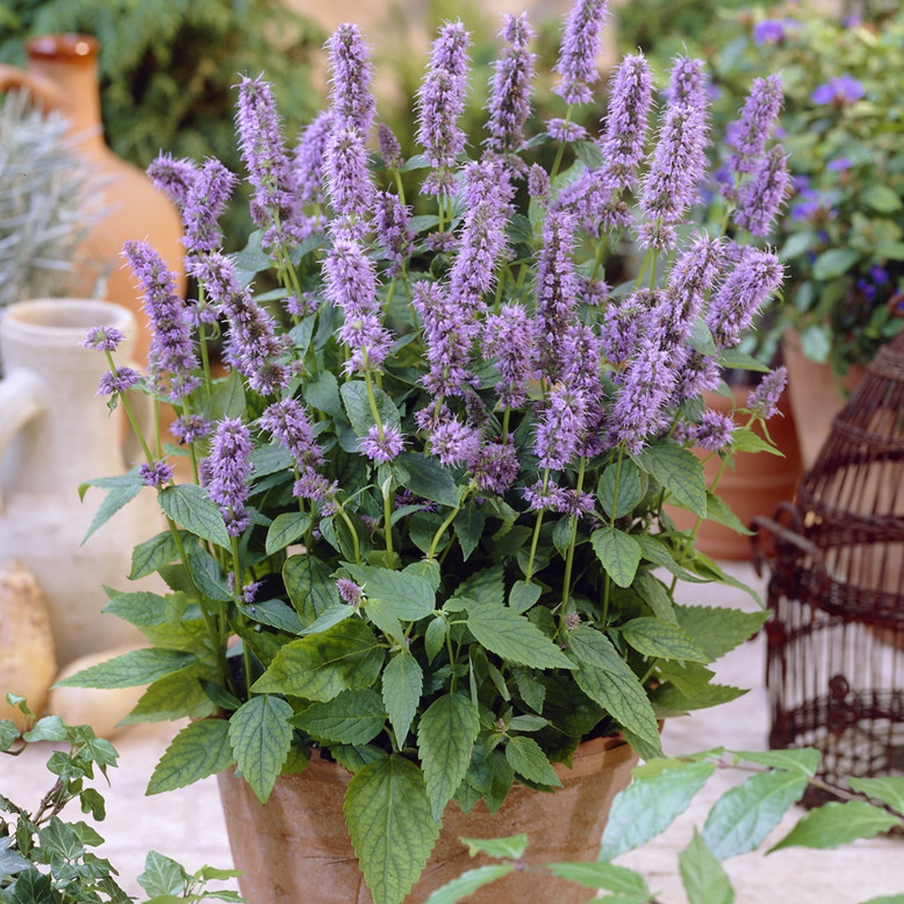 Van Zyverden Agastache Blue Fortune Set of 3 Plant Roots Multicolor Full Sun Fragrant 1 lb