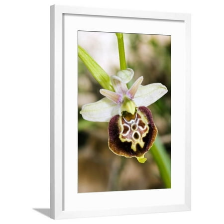 Harcourt White Wine Late Spider Orchid (Ophrys Fuciflora) Framed Print Wall Art By Paul Harcourt Davies ()