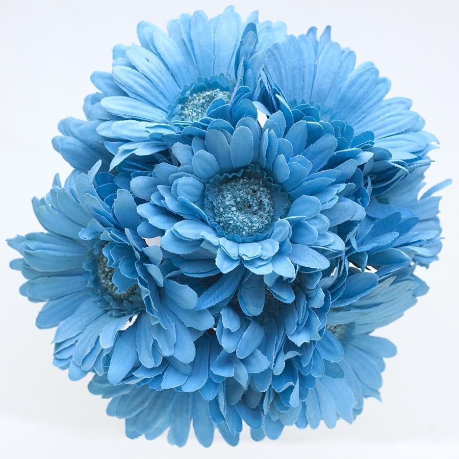 teal gerber daisy