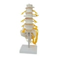 thumbnail image 1 of figatia Human Spine Model 31 cm Spine Display Stand for Education Tool Science Study, 1 of 9
