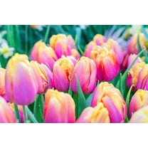 5 Pink Passion Tulip Bulbs for Planting - Easy to Grow Perennial Tulips