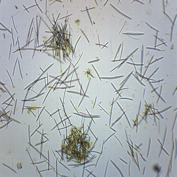 Mixed Spicules, Wholemount - Prepared Microscope Slide - 75 x 25mm - Biology & Microscopy - Eisco Labs