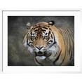 thumbnail image 2 of Art.com Bengal Tiger Giclee Print by Jai Johnson, White Frame Wall Art, 29" x 23", 2 of 5