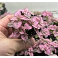 thumbnail image 3 of Hypoestes Pink Splash Live Potted House Plants Air Purifying, 2" Pot, 3 of 5