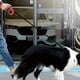 thumbnail image 3 of Correa retráctil del perro de la correa de tracción flexible automática para la pequeña mascota media Hugtrwg Para estrenar, 3 of 8