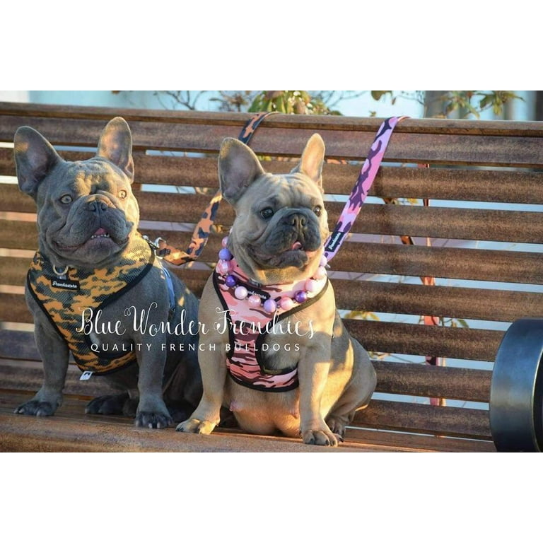 French Bulldog Harness, Versatile Health Harness