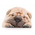thumbnail image 4 of 100 unids PVC multifuncional suave mascotas perro cubierta de uñas envuelve patas garra anti Scratch (verde M), 4 of 8