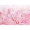 thumbnail image 2 of Floral Wallpaper Wall Mural - Ocean of Roses, 2 of 5