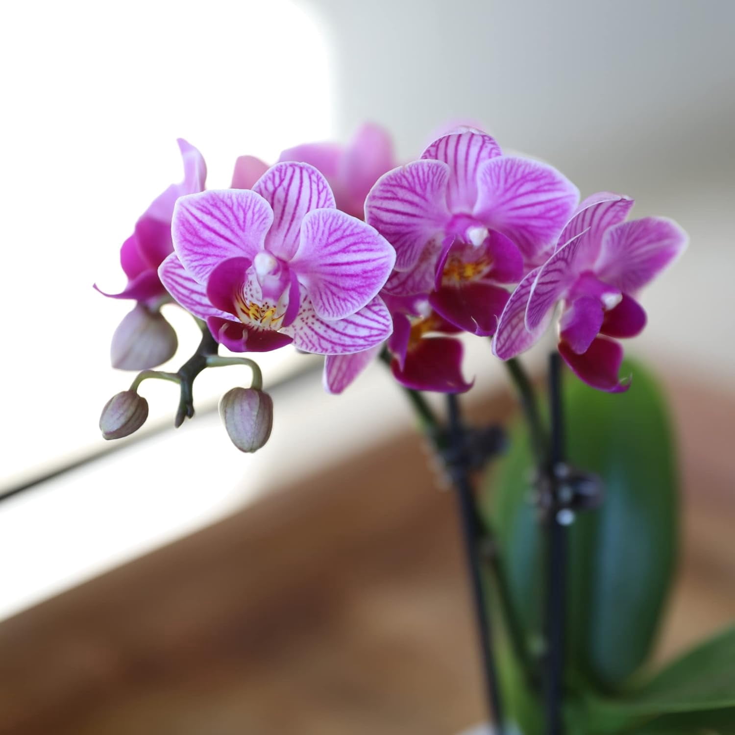 Just Add Ice 6-10" Pink Mini Orchid Live Plant in 2.5" White Ceramic Pot, House Plant