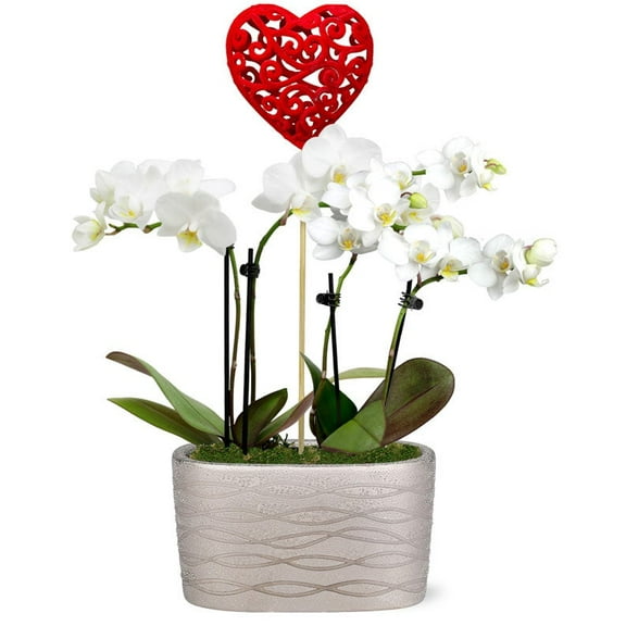 From You Flowers - Be Mine Mini Orchid Garden for Birthday, Anniversary, Get Well, Congratulations, Thank You, All Occasions