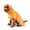 01 - Mustard Yellow-M: 10-15lbs, variant on Dog Raincoat 03 - Green Brown Tan 3XL: 60-80lbs Waterproof Windproof Full-Body Pet Jacket