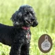 thumbnail image 3 of Placa Perro Personalizada Hueso Tag Acero Inoxidable Premium Color Rojo, 3 of 3