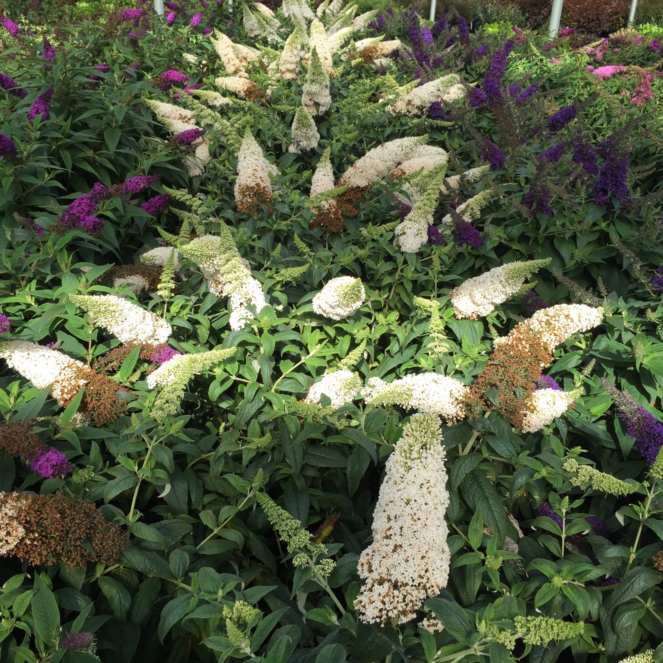 Proven Winners ColorChoice 5" Pugster White Butterfly Bush Live Plant in 4.5" Pot (4 Count)