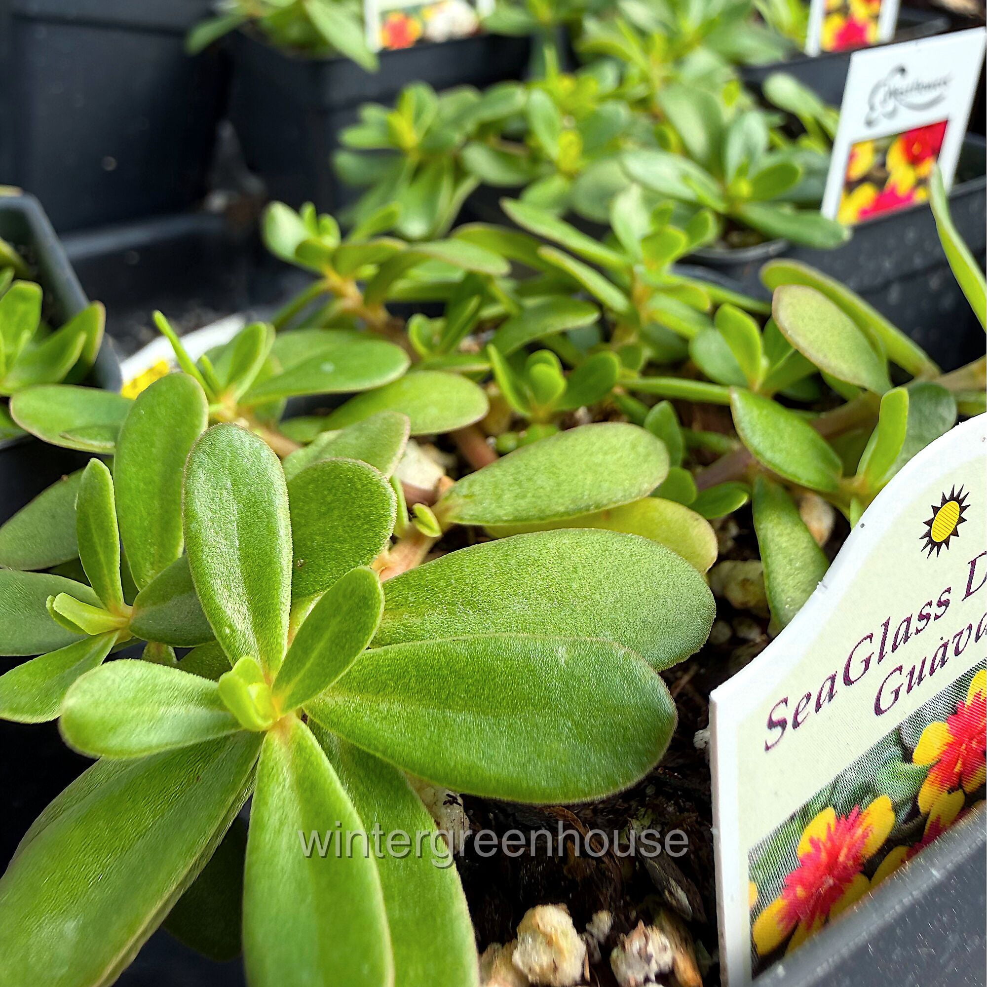 Portulaca Oleracea Seaglass, Double Guava, Moss Rose - Pot Size: 3" (2.6x3.5") - Flowers, House Plants