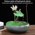 thumbnail image 3 of Transemion Indoor Lotus Bowl Various Plant Flowers Water Lily Pot Including Mosses type+2, 3 of 5