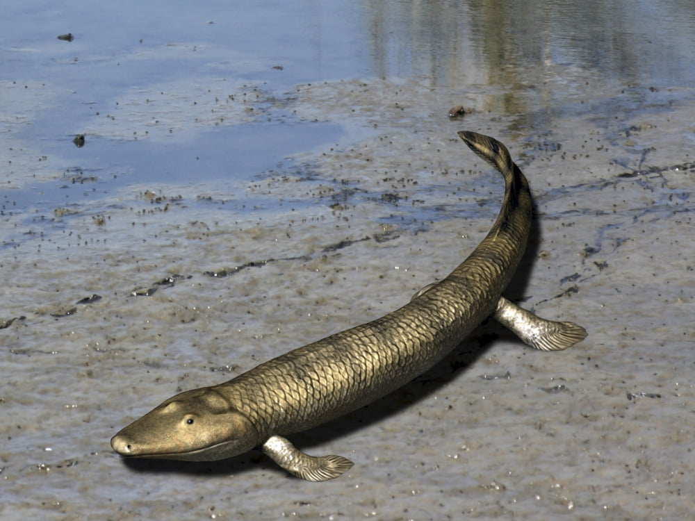 Tiktaalik is an extinct lobe-finned fish from the Late Devonian of ...