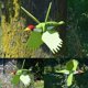 thumbnail image 2 of Clearance Wooden Whirligig-Asuka Series Windmill Whirly Parrots Garden Decoration, 2 of 4