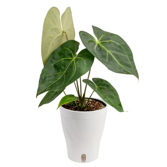 Costa Farms 10: Anthurium Magnificum Light Live Plants in 5" Self-Watering Pot