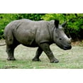 thumbnail image 2 of Dana Underdahl 44x31 Gallery Wrapped Canvas Wall Art Titled - Rhino III, 2 of 4