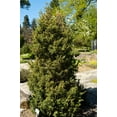 thumbnail image 2 of 60 Organic Seeds COMMON JUNIPER (20 Berries) Juniperus Communis Tree Shrub Evergreen Conifer Blue Berry Yellow Flower aka Gin Berry Pine, 2 of 8