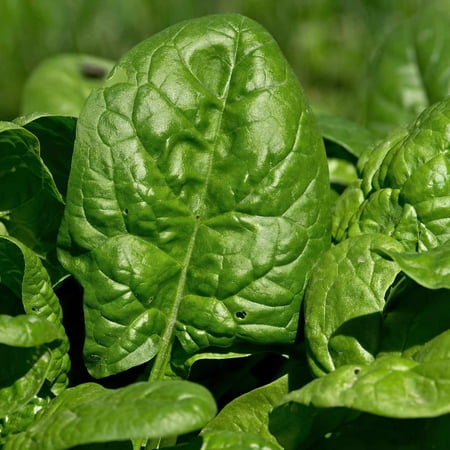 Giant Nobel Spinach Seeds - 5 Lb Bulk Seed - Heirloom, Non-GMO Gardening Seed - Slow Bolt Garden Spinach - Microgreens