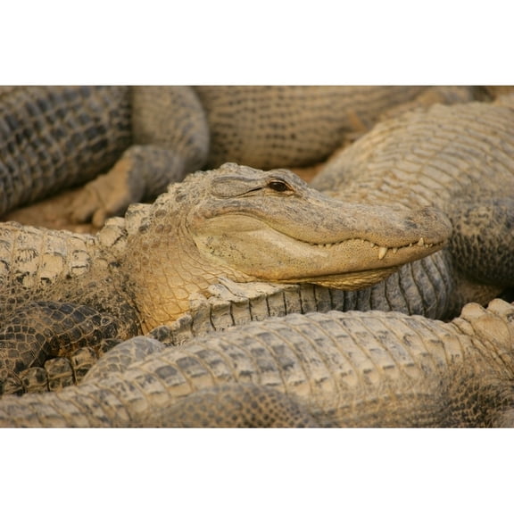 Posterazzi DPI1785807 Alligators Poster Print by Don Hammond, 17 x 11