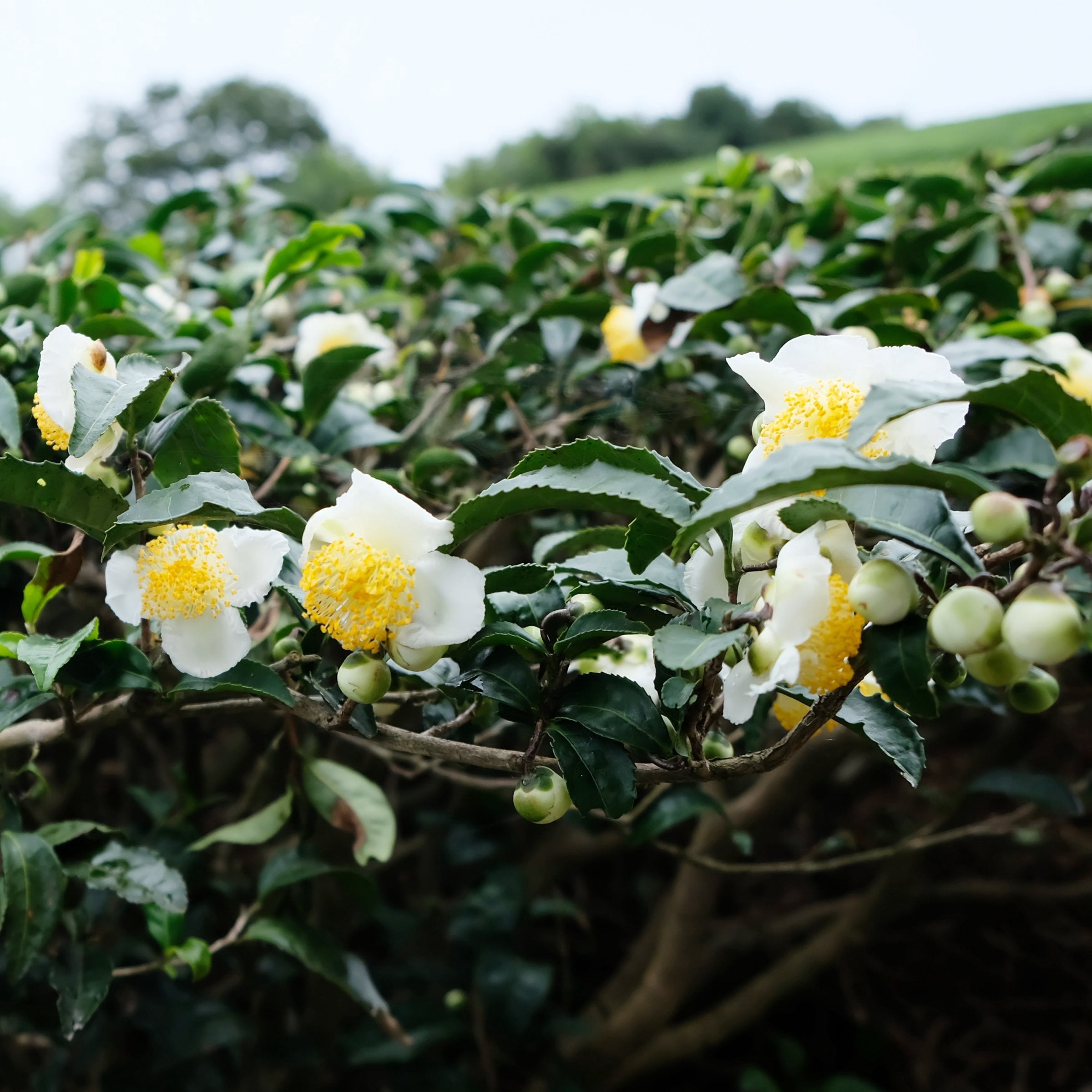 National Plant Network 4 in. Camellia Sinensis Brew-Tea-Ful (16-Pack)