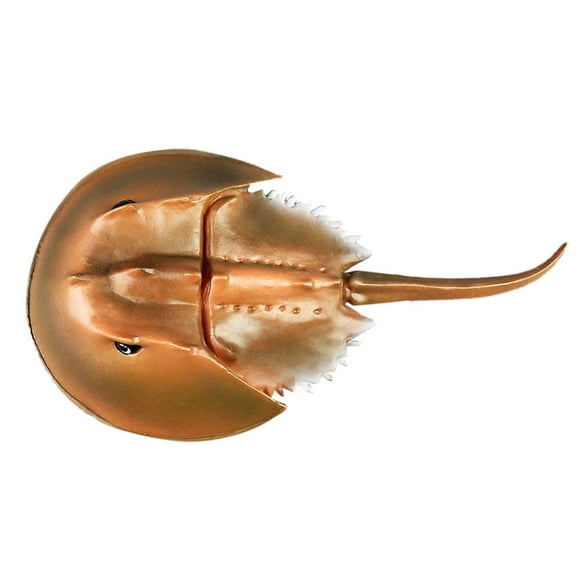 CIMAXIC Modèle animal Haute Simulation Fer à Cheval Crabe Modèle animal Décoration d'Organisme Marin pour Enfants, 6.5"X3.46"X1.18 Pouces