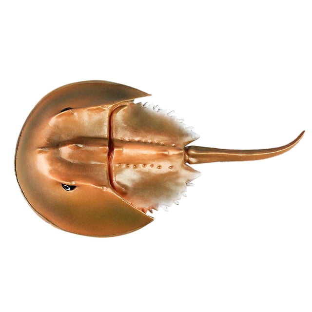 High Simulation Horseshoe Crab Animal Model Marine Organism Decoration for Children Playing