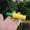 yellow Plastic, variant on Wooden Whistle Lure Hunting All Ducks Mallard Duck Commander Loud Calling Ducks Plastic Lure Outdoor Realistic Sound Duck Calls