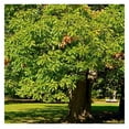 Northern Red Oak Tree, Vibrant Foliage, Deciduous, Tall, Acorn