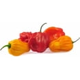thumbnail image 3 of GSDWIUEW Scotch Bonnet Pepper 35-40 Seeds , Heirloom & Organic Seed, 3 of 3