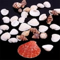 thumbnail image 6 of UDIYO 100g Mixed Sea Beach Shells Crafts Seashells Aquarium Decor Photo Props, 6 of 6
